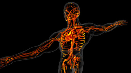 Human heart anatomy for medical concept 3D illustrationの写真素材