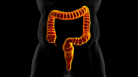 3D Illustration Human Digestive System Anatomy (Large Intestine) For Medical Conceptの写真素材