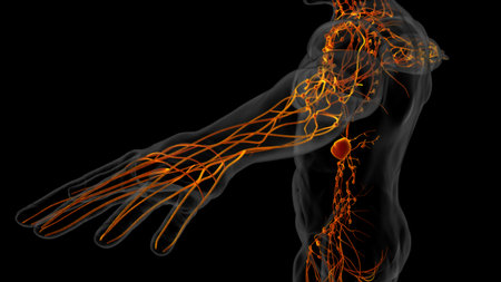 Human lymph nodes anatomy for medical concept 3D illustrationの写真素材