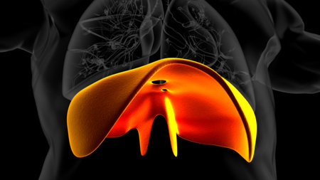 Human diaphragm anatomy for medical concept 3D illustrationの写真素材