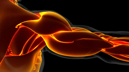 3D Illustration, Muscle is a soft tissue, Muscle cells contain proteins , producing a contraction that changes both the length and the shape of the cell. Muscles function to produce force and motion.の写真素材