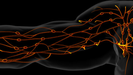 Human lymph nodes anatomy for medical concept 3D illustrationの写真素材