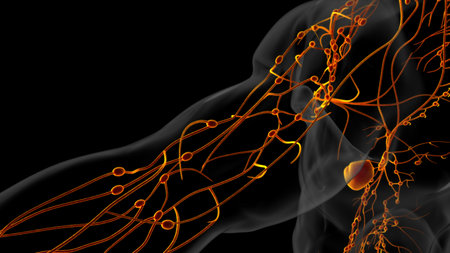 Human lymph nodes anatomy for medical concept 3D illustrationの写真素材