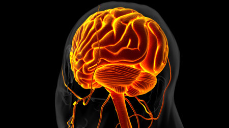 Human brain anatomy for medical concept 3D illustrationの写真素材