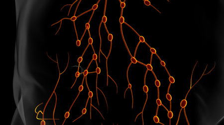 Human lymph nodes anatomy for medical concept 3D illustrationの写真素材