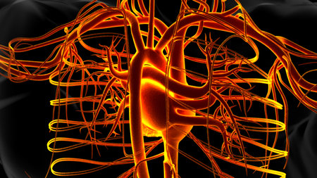 Human heart anatomy for medical concept 3D illustrationの写真素材