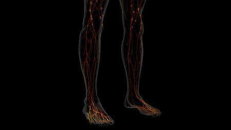 Human lymph nodes anatomy for medical concept 3D illustrationの写真素材