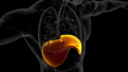 Human diaphragm anatomy for medical concept 3D illustrationの写真素材