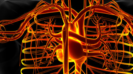 Human heart anatomy for medical concept 3D illustrationの写真素材