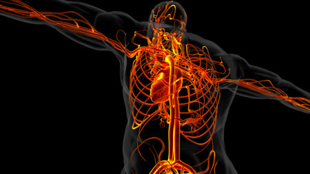 Human heart anatomy for medical concept 3D illustrationの写真素材