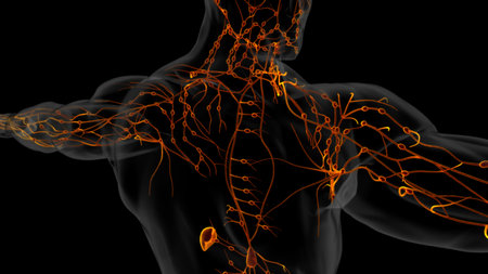 Human lymph nodes anatomy for medical concept 3D illustrationの写真素材