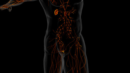 Human lymph nodes anatomy for medical concept 3D illustrationの写真素材