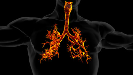 human lungs with trachea anatomy for medical concept 3D illustrationの写真素材