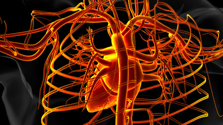 Human heart anatomy for medical concept 3D illustrationの写真素材