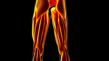 3D Illustration, Muscle is a soft tissue, Muscle cells contain proteins , producing a contraction that changes both the length and the shape of the cell. Muscles function to produce force and motion.の写真素材