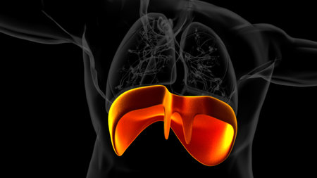 Human diaphragm anatomy for medical concept 3D illustrationの写真素材