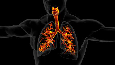 human lungs with trachea anatomy for medical concept 3D illustrationの写真素材