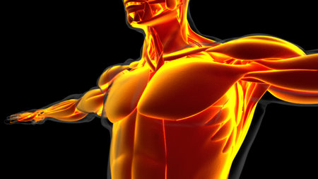 3D Illustration, Muscle is a soft tissue, Muscle cells contain proteins , producing a contraction that changes both the length and the shape of the cell. Muscles function to produce force and motion.の写真素材