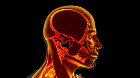 3D Illustration, Muscle is a soft tissue, Muscle cells contain proteins , producing a contraction that changes both the length and the shape of the cell. Muscles function to produce force and motion.の写真素材