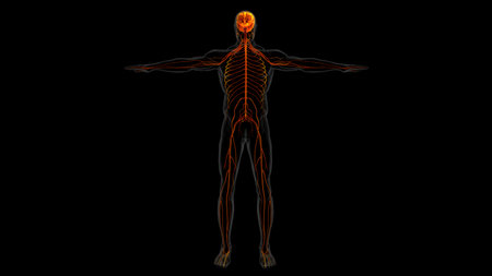 Human brain anatomy for medical concept 3D illustrationの写真素材