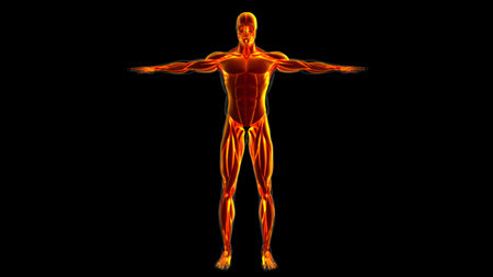 3D Illustration, Muscle is a soft tissue, Muscle cells contain proteins , producing a contraction that changes both the length and the shape of the cell. Muscles function to produce force and motion.の写真素材