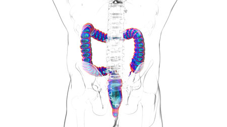 3D Illustration Human Digestive System Anatomy (Large Intestine) For Medical Concept