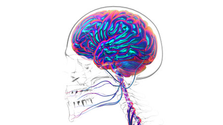 Human brain anatomy for medical concept 3D illustrationの写真素材