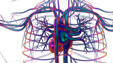 Human heart anatomy for medical concept 3D illustrationの写真素材