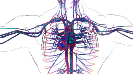 Human heart anatomy for medical concept 3D illustrationの写真素材
