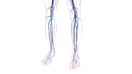 Human Arteries And Veins For Medical Concept 3D Illustrationの写真素材