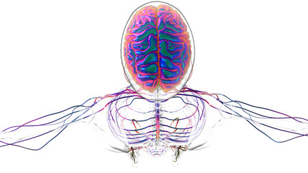 Human brain anatomy for medical concept 3D illustration
