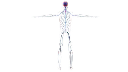 Human brain nervous system anatomy for medical concept 3D illustration
