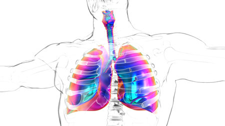 human lungs with diaphragm anatomy for medical concept 3D illustration
