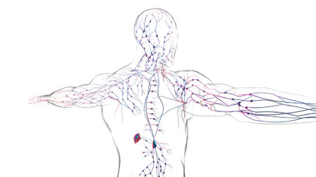 Human lymph nodes anatomy for medical concept 3D illustrationの写真素材