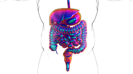 Human digestive system anatomy for medical concept 3D illustrationの写真素材