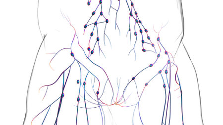 Human lymph nodes anatomy for medical concept 3D illustrationの写真素材