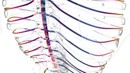 Human nervous system anatomy for medical concept 3D illustration