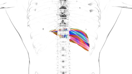 Liver human digestive system anatomy for medical concept 3D illustrationの写真素材