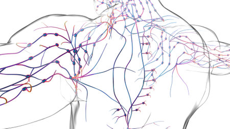 Human lymph nodes anatomy for medical concept 3D illustrationの写真素材