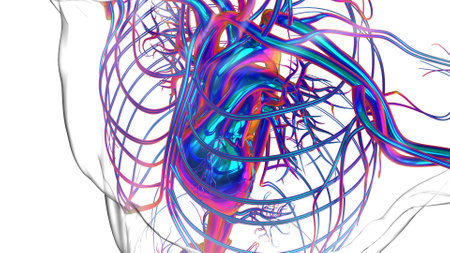 Human heart anatomy for medical concept 3D illustrationの写真素材