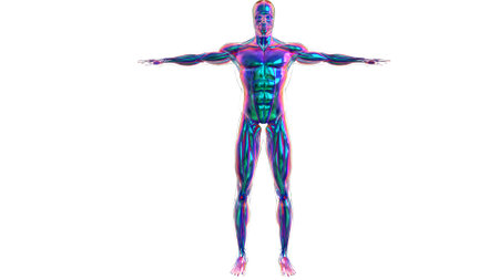 3D Illustration, Muscle is a soft tissue, Muscle cells contain proteins , producing a contraction that changes both the length and the shape of the cell. Muscles function to produce force and motion.の写真素材