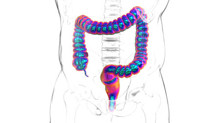 3D Illustration Human Digestive System Anatomy (Large Intestine) For Medical Conceptの写真素材