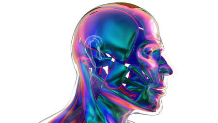 3D Illustration, Muscle is a soft tissue, Muscle cells contain proteins , producing a contraction that changes both the length and the shape of the cell. Muscles function to produce force and motion.の写真素材