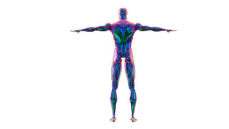 3D Illustration, Muscle is a soft tissue, Muscle cells contain proteins , producing a contraction that changes both the length and the shape of the cell. Muscles function to produce force and motion.の写真素材