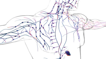 Human lymph nodes anatomy for medical concept 3D illustrationの写真素材