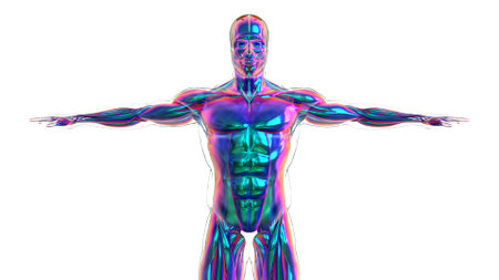 3D Illustration, Muscle is a soft tissue, Muscle cells contain proteins , producing a contraction that changes both the length and the shape of the cell. Muscles function to produce force and motion.の写真素材