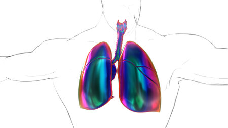 human lungs with diaphragm anatomy for medical concept 3D illustrationの写真素材