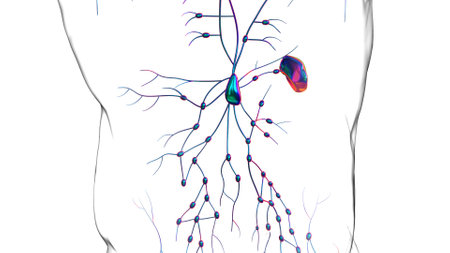 Human lymph nodes anatomy for medical concept 3D illustrationの写真素材
