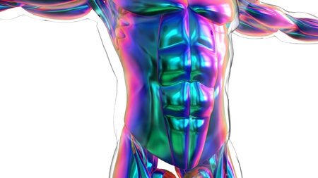 3D Illustration, Muscle is a soft tissue, Muscle cells contain proteins , producing a contraction...