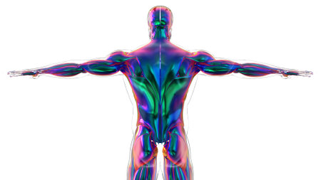 3D Illustration, Muscle is a soft tissue, Muscle cells contain proteins , producing a contraction that changes both the length and the shape of the cell. Muscles function to produce force and motion.の写真素材